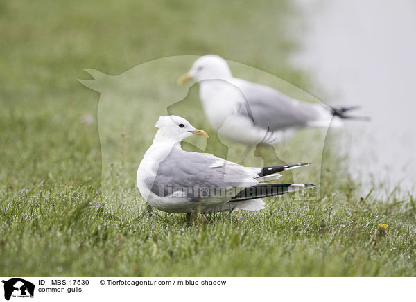 common gulls / MBS-17530