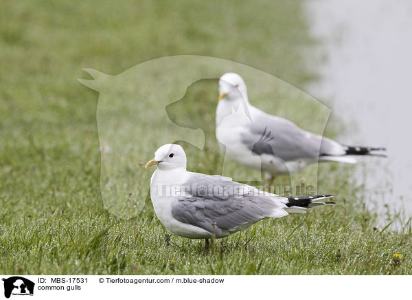 Sturmmwen / common gulls / MBS-17531