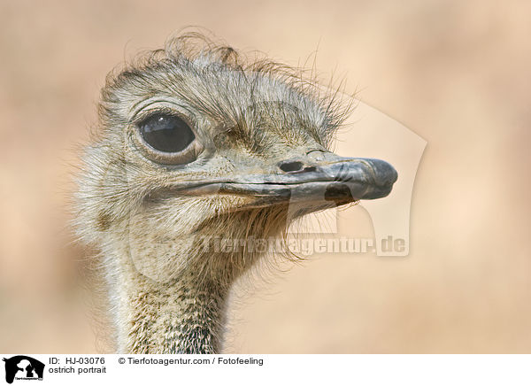 ostrich portrait / HJ-03076