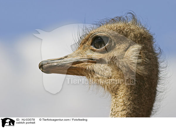 ostrich portrait / HJ-03078