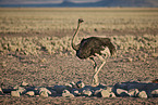 ostrich