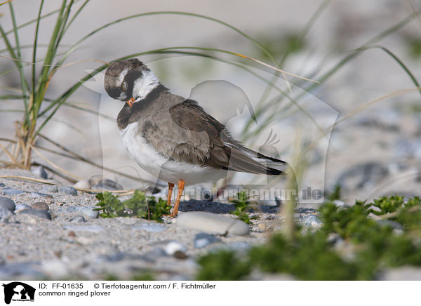 common ringed plover / FF-01635