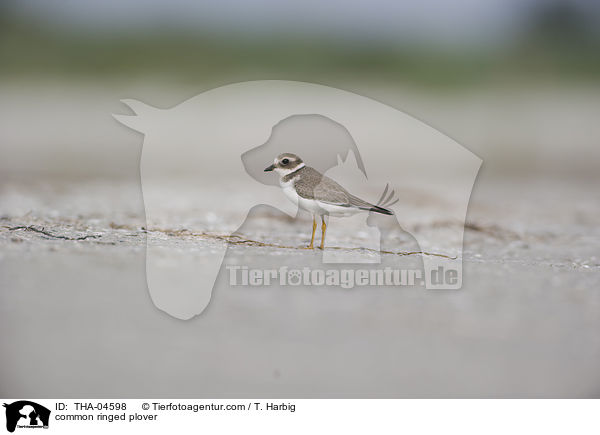 common ringed plover / THA-04598