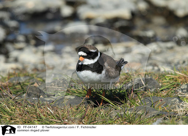 common ringed plover / FF-04147