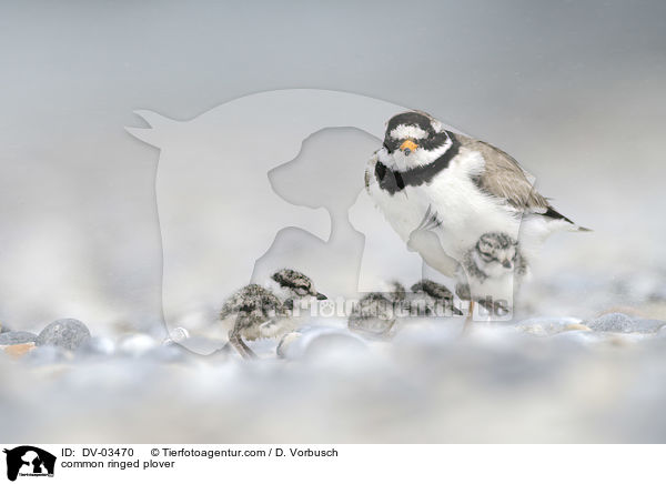 Sandregenpfeifer / common ringed plover / DV-03470