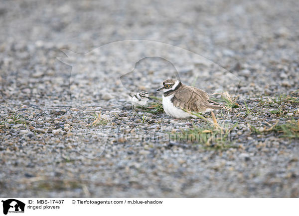 ringed plovers / MBS-17487