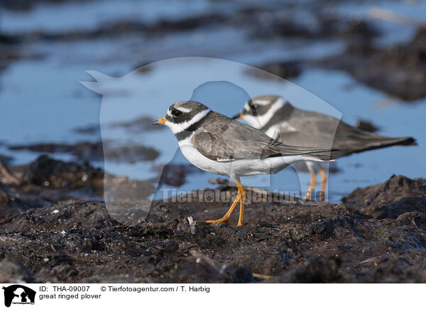 great ringed plover / THA-09007