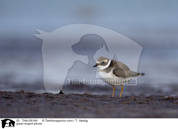 great ringed plover / THA-09184
