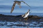 great ringed plover