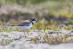 common ringed plover