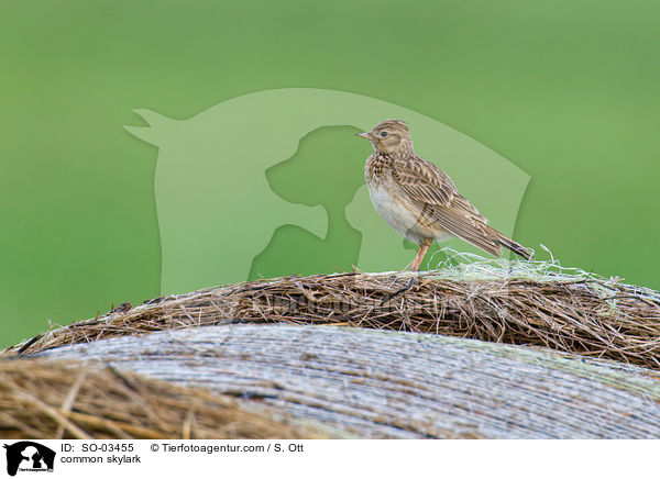 Feldlerche / common skylark / SO-03455