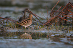 Common snipe