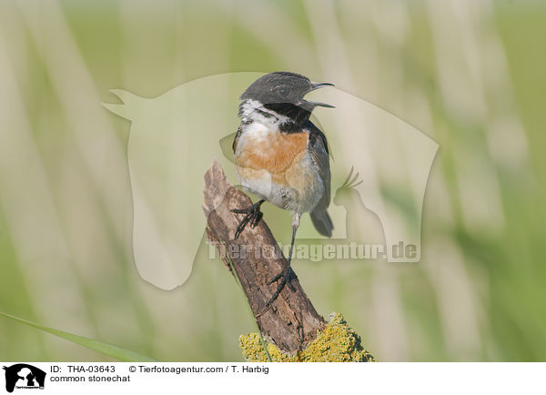 Schwarzkehlchen / common stonechat / THA-03643