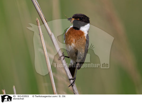 Schwarzkehlchen / stonechat / SO-03503