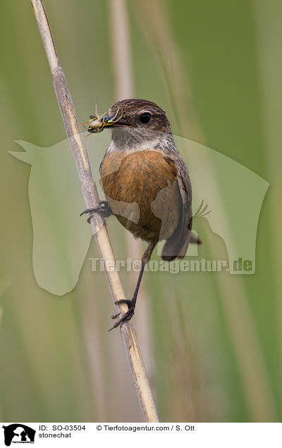 Schwarzkehlchen / stonechat / SO-03504