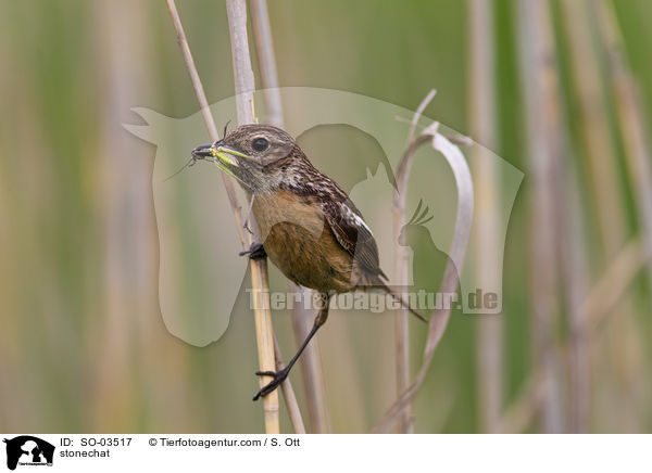 Schwarzkehlchen / stonechat / SO-03517