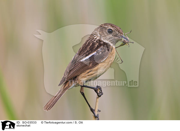 Schwarzkehlchen / stonechat / SO-03533