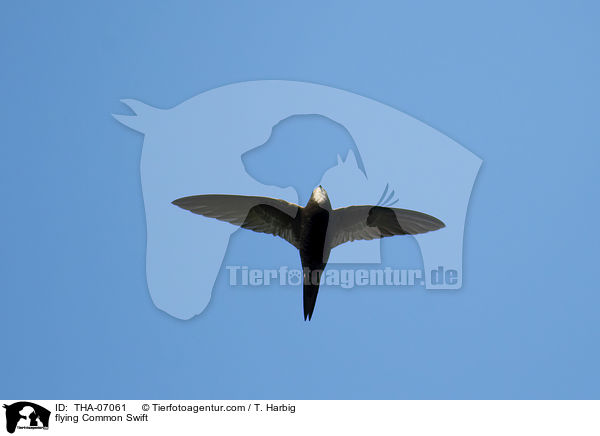 fliegender Mauersegler / flying Common Swift / THA-07061