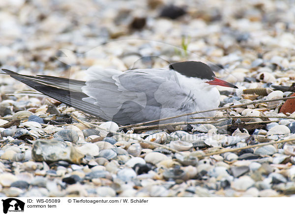 common tern / WS-05089