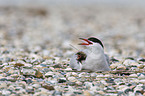 common terns