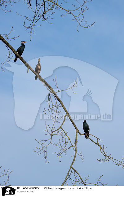cormorants / AVD-06327