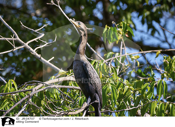 sitzender Kormoran / sitting Cormorant / JR-04707