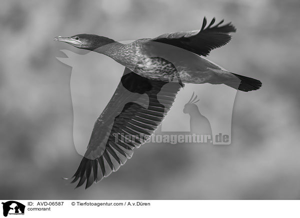 cormorant / AVD-06587
