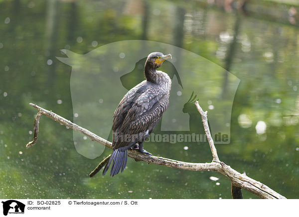 Kormoran / cormorant / SO-02825