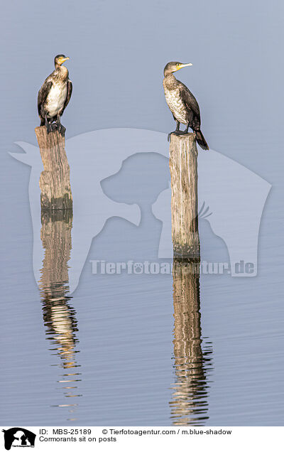 Cormorants sit on posts / MBS-25189