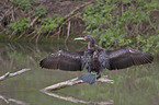 cormorant