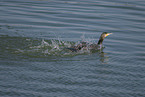 cormorant