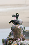 cormorants