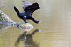 cormorant