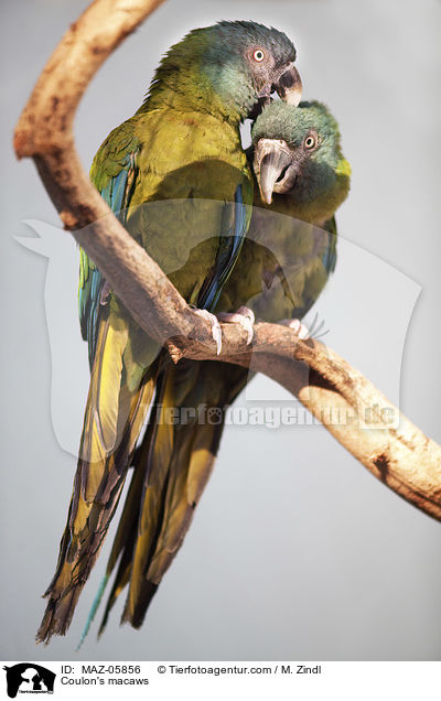 Gebirgsaras / Coulon's macaws / MAZ-05856