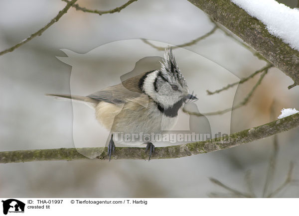 Haubenmeise / crested tit / THA-01997