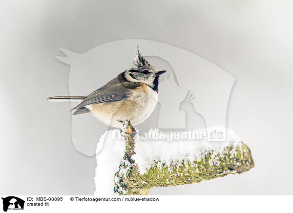 Haubenmeise / crested tit / MBS-08895