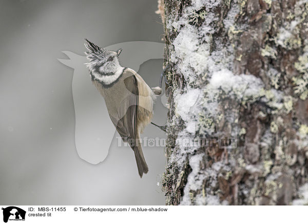 Haubenmeise / crested tit / MBS-11455