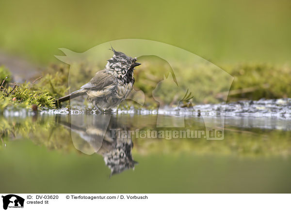 Haubenmeise / crested tit / DV-03620