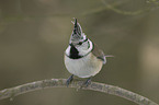 crested tit