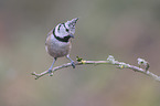 crested tit