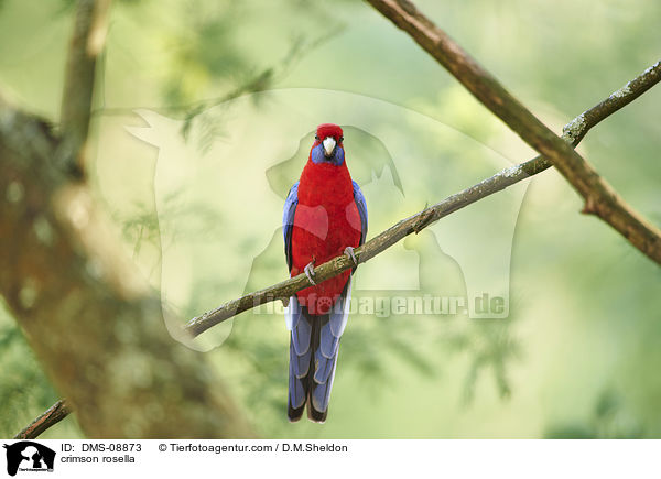 crimson rosella / DMS-08873