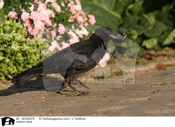Rabenkrhe / carrion crow / JH-02575
