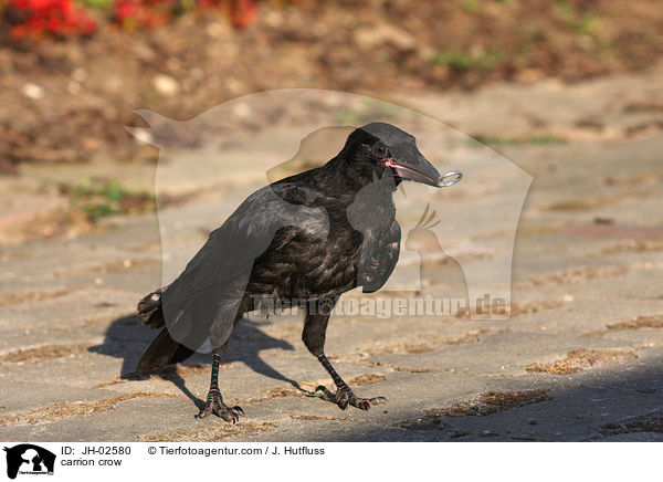 Rabenkrhe / carrion crow / JH-02580