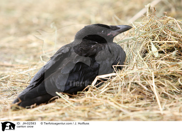 Rabenkrhe / carrion crow / JH-02583