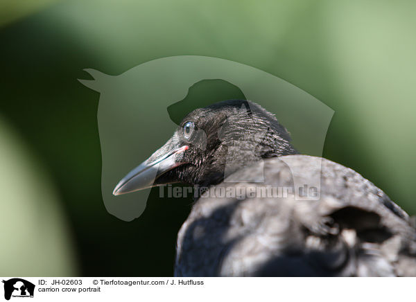 Rabenvogel Portrait / carrion crow portrait / JH-02603