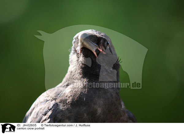Rabenvogel Portrait / carrion crow portrait / JH-02605
