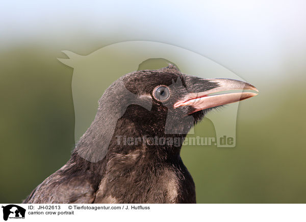 Rabenvogel Portrait / carrion crow portrait / JH-02613