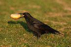 crow