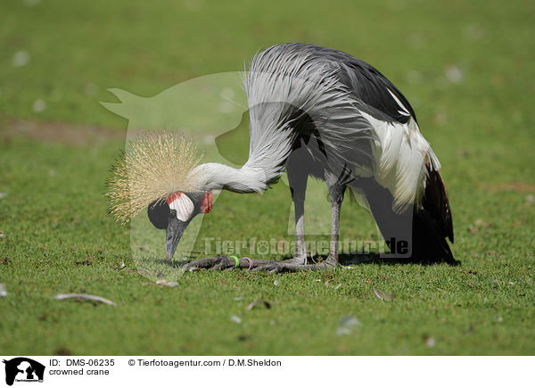 Kronenkranich / crowned crane / DMS-06235