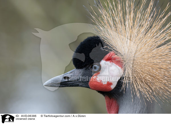 Kronenkranich / crowned crane / AVD-06386